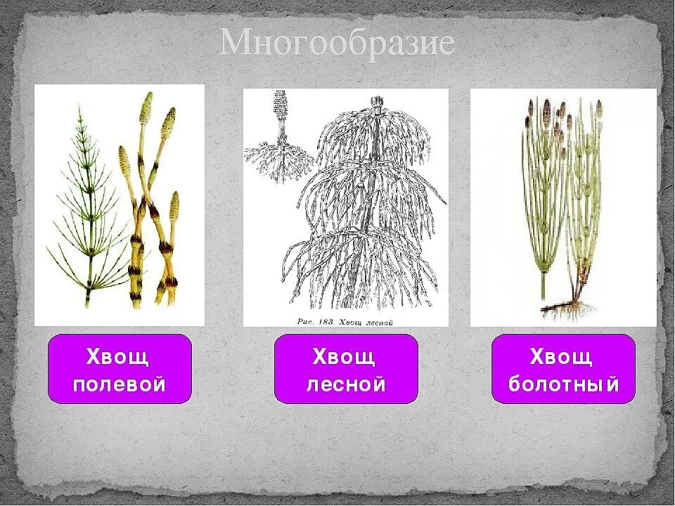 Хвощ болотный хвощ полевой. Хвощ Лесной и Луговой. Хвощ Приречный Хвощевидные. Хвощ полевой Луговой Лесной. Хвощи примеры растений