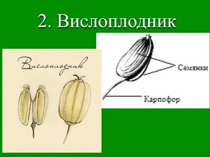 Плод семянка какое семейство