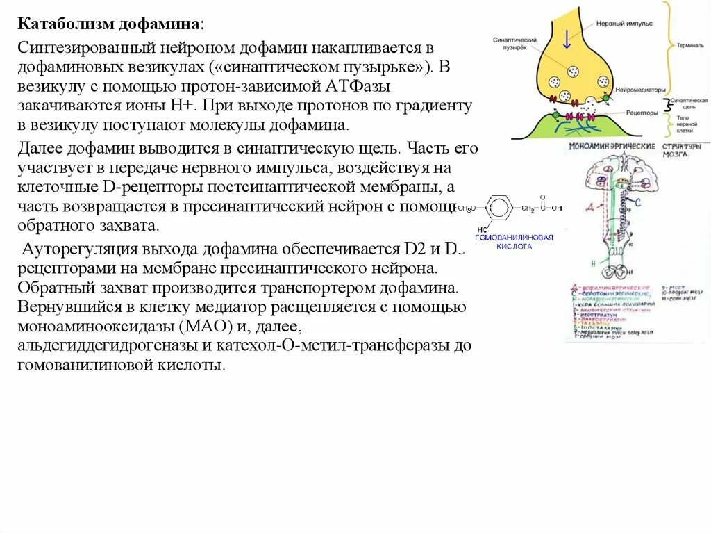 Захват дофамина. Катаболизм дофамина. Вещества синтезируемые в нервных клетках. Д4 Рецептор дофамина. Синаптическая передача нервного импульса биохимия.