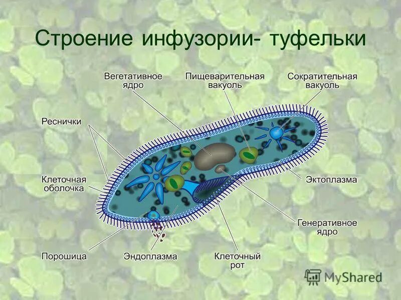 Инфузория туфелька строение. Структура клетки инфузории туфельки. Инфузория туфелька способна к фотосинтезу. Внешнее строение инфузории туфельки. Какое строение имеет простейшие