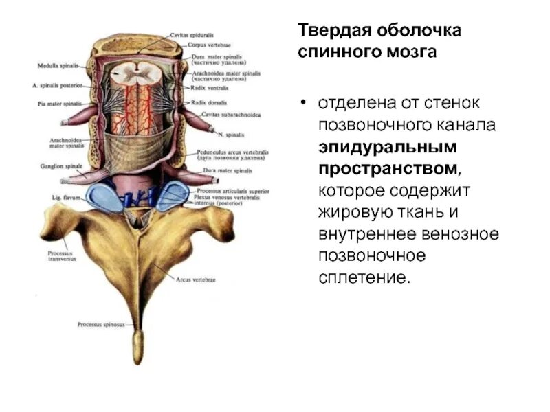 Между оболочками