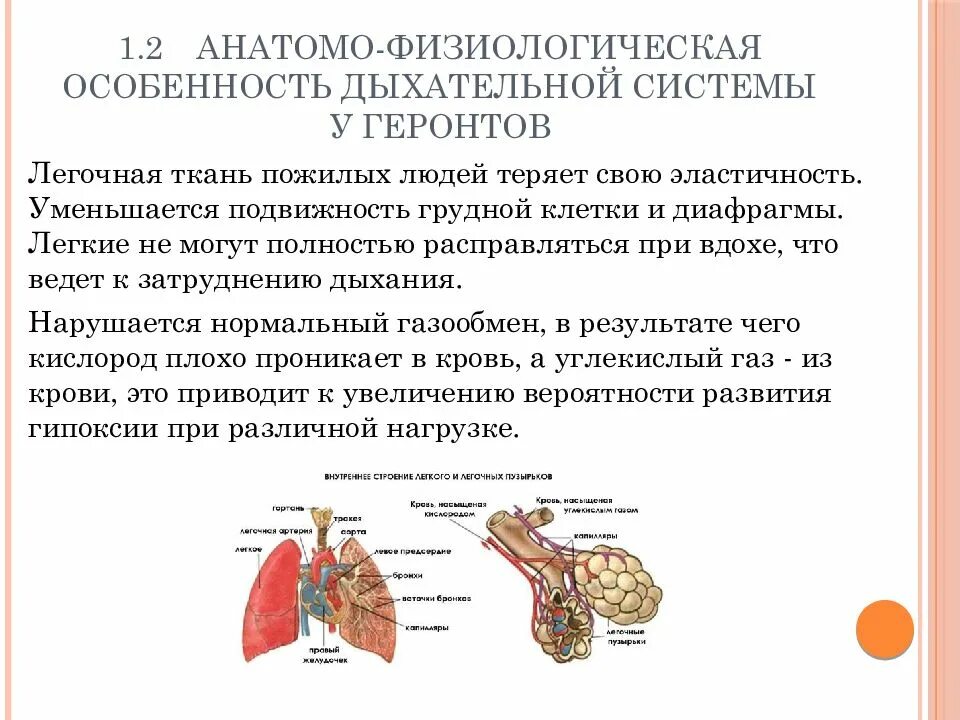 Афо органов дыхания. Анатомо функциональные особенности дыхательной системы. Анатомо-физиологические особенности органов дыхания. Афо строения органов дыхания.