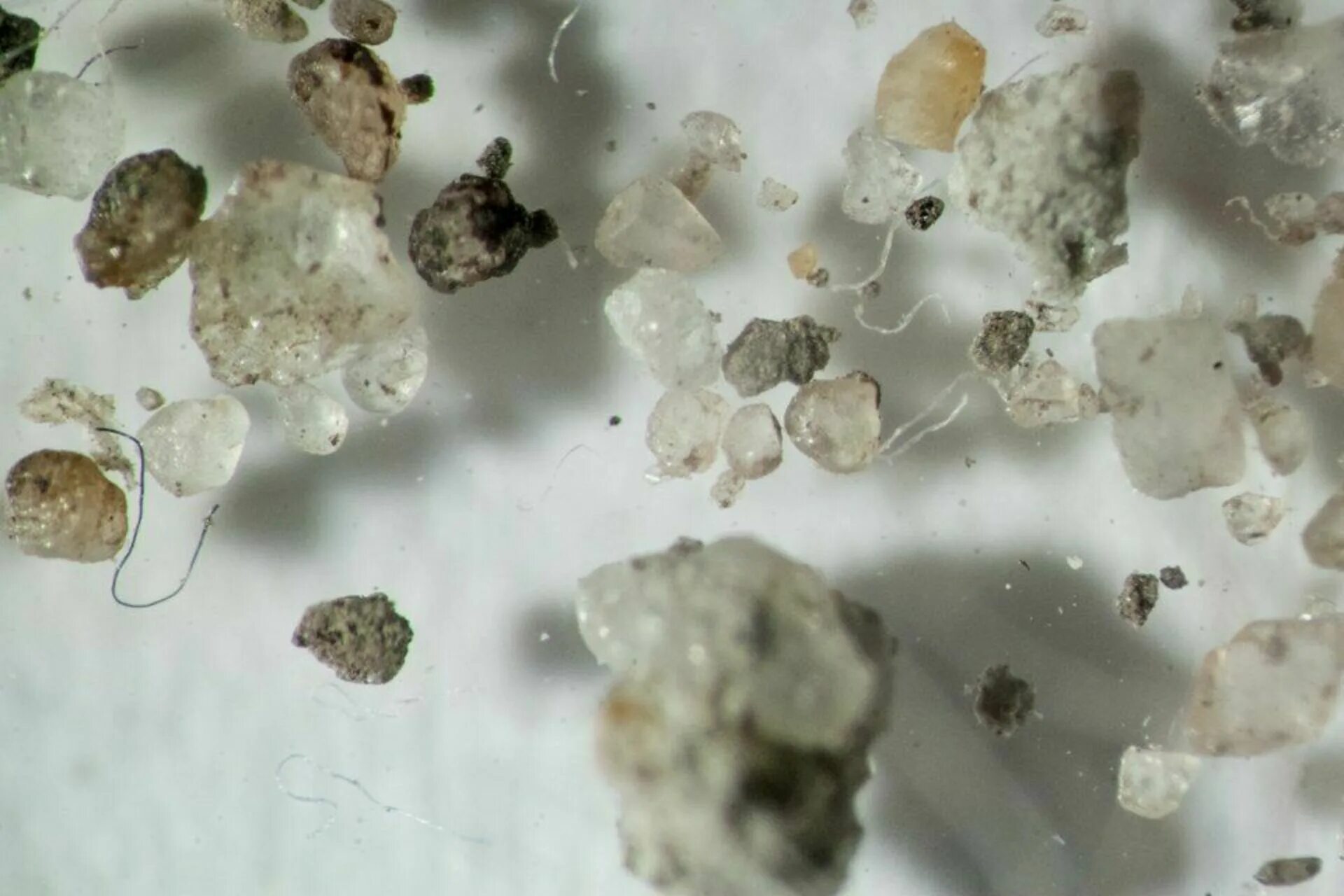 Домашняя пыль под микроскопом. Частички пыли под микроскопом. Мусор под микроскопом. Пыль увеличенная под микроскопом. Б г пыль