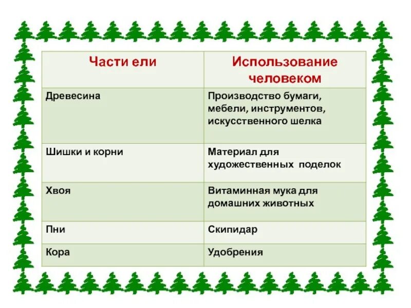 Где ели людей. Применение ели человеком. Как используется человеком ель. Использование ели в жизни человека. Как человек использует ель.