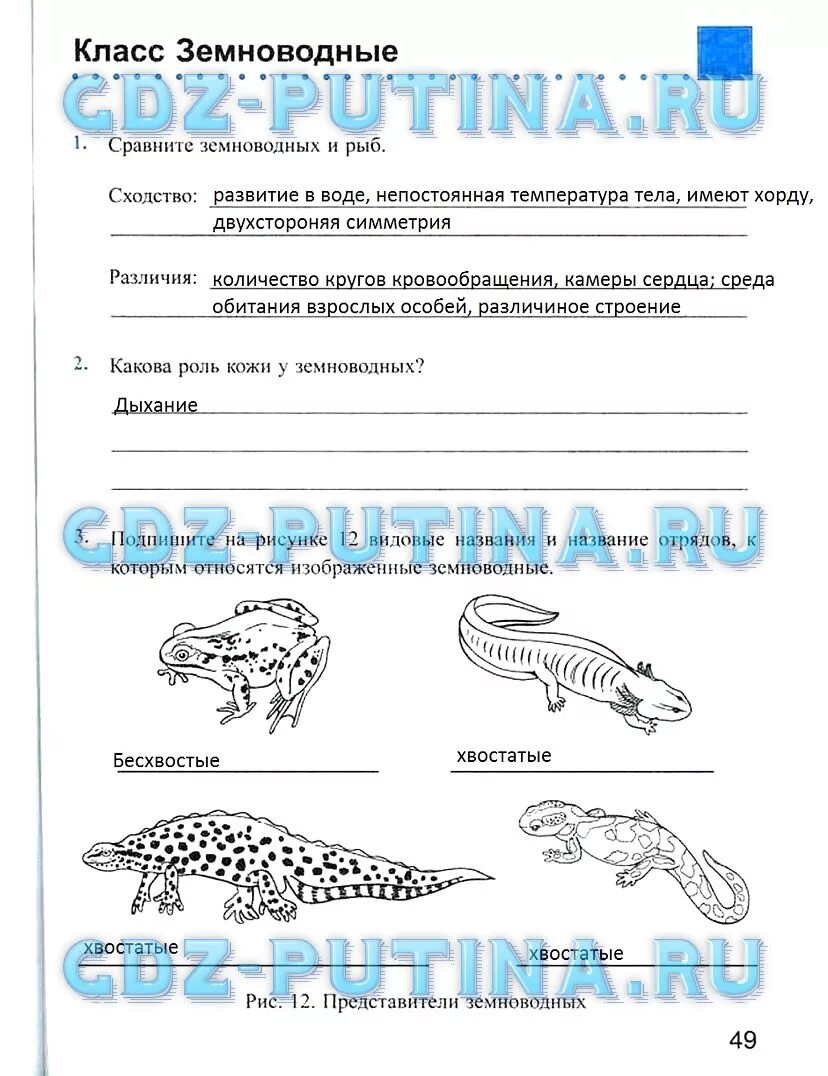 Контрольная по земноводных 8. Рабочая тетрадь по биологии 7 класс земноводные. Земноводные задания 7 класс. Биология 7 класс задания. Класс земноводные 7 класс.