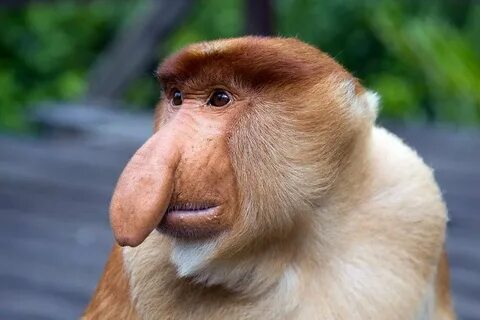смешная обезьяна с большим носом: 2 тыс изображений найдено в Яндекс  Картинках