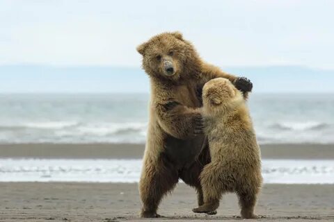 Веселые медвежата (60 фото) 