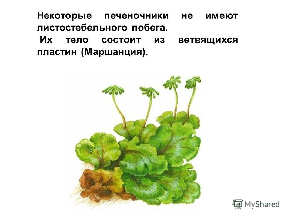 Царство растения моховидные. Мхи печёночники 6 класс. Классификация моховидных. Отдел мохообразные представители. Листостебельные мхи биология 5 класс.