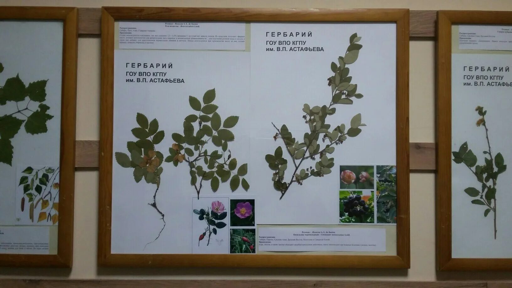 Растения гербария образцы растений