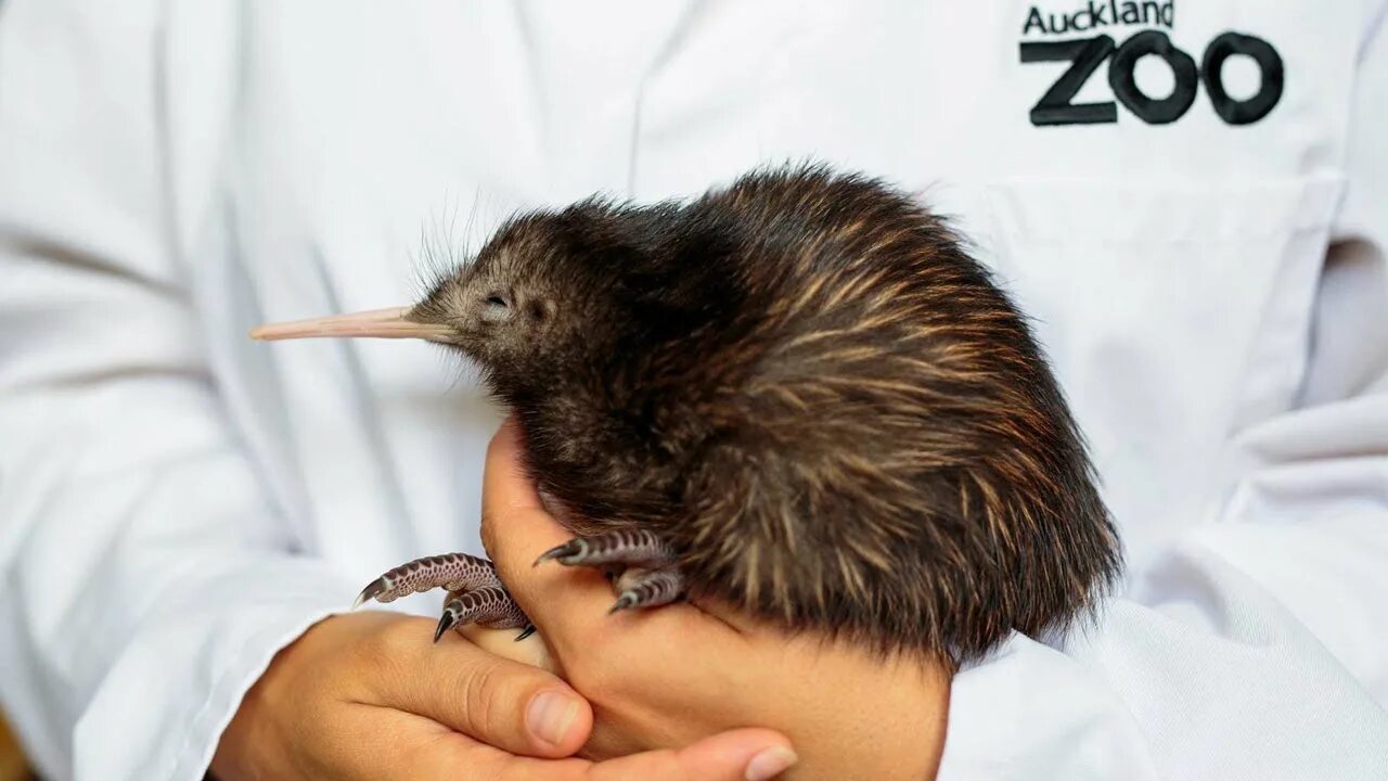 Kiwi ears ke4