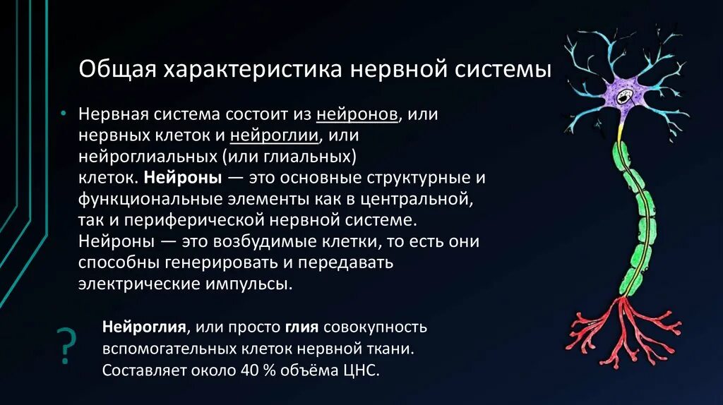 Общее свойство живых систем нервной системы. Общая характеристика нервной системы. Основные отделы центральной нервной системы общая характеристика. Общая характеристика ЦНС. Общая характеристика нервной системы. Строение нейрона..