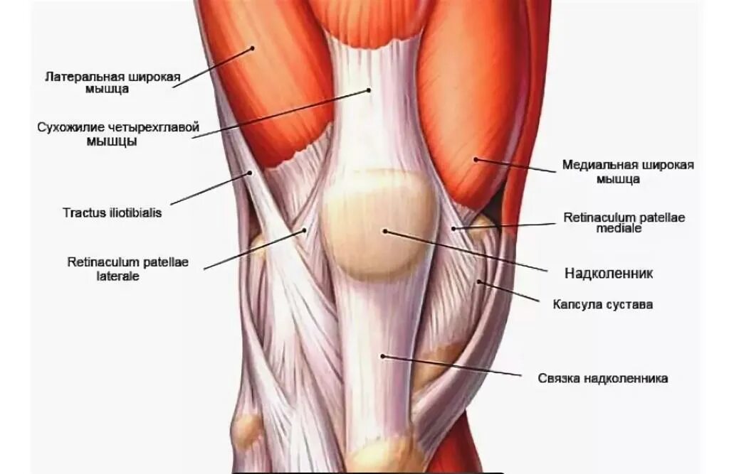 Собственная фасция бедра. Сухожилия коленного сустава анатомия. Коленный сустав связки и сухожилия анатомия. Мышцы коленного сустава анатомия.