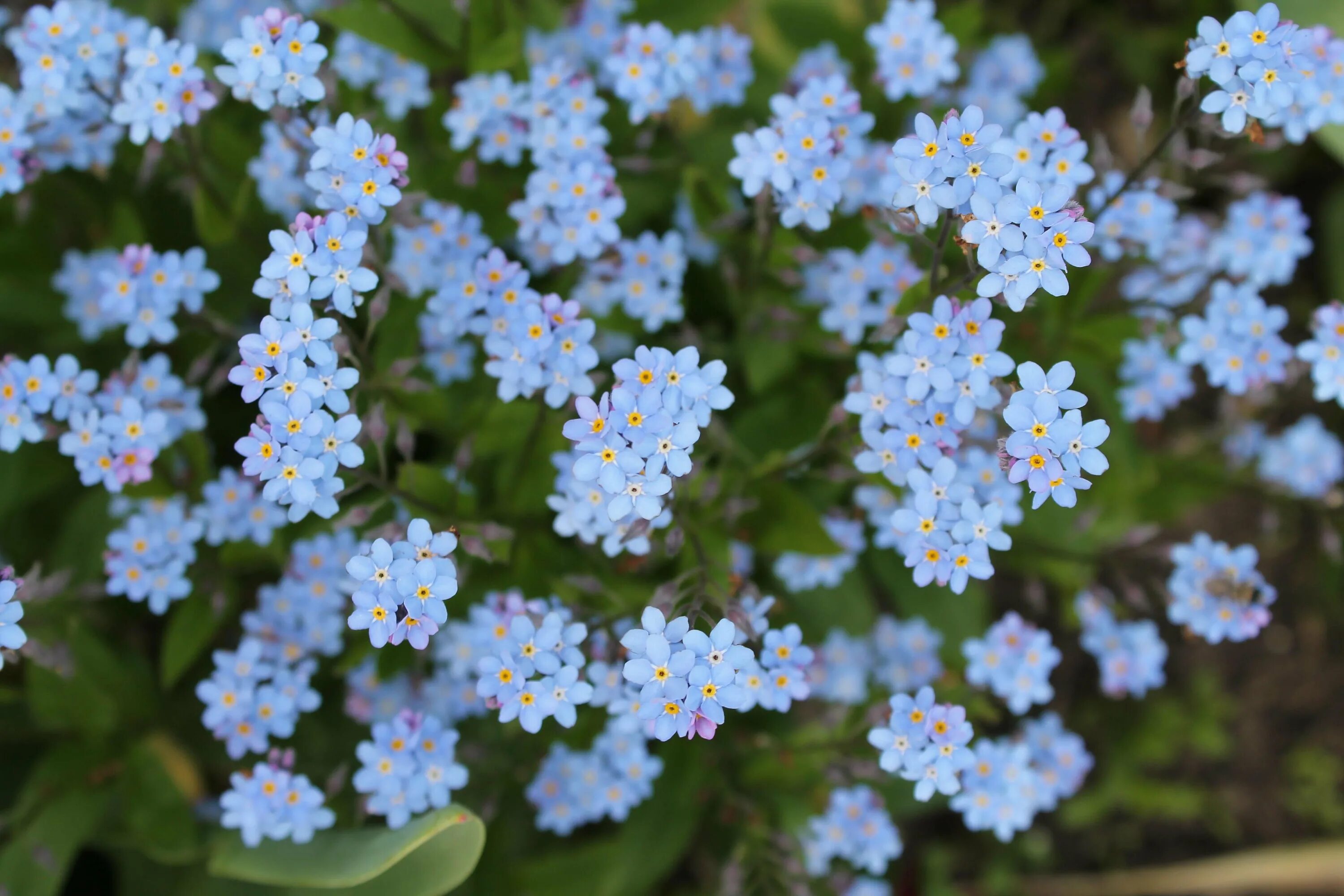 Незабудка Чекановского Myosotis czekanowskii. Незабудка Альпийская Лесная Полянка. Первоцветы Незабудка. Незабудка Помпадур. Незабудка дискредитация армии