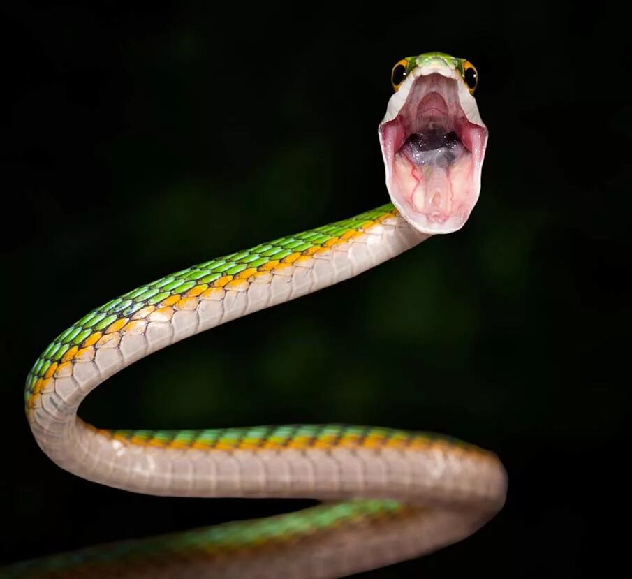 Красивая змейка. Leptophis Ahaetulla. Матфей Змеесос. Снейк змея. Змея Тайпан голубая.