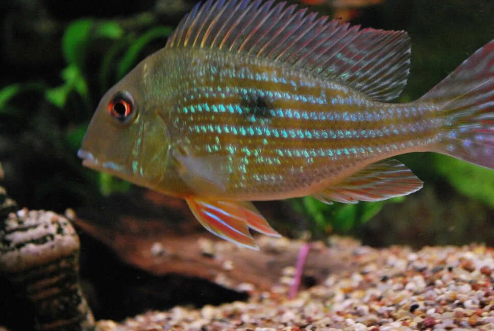 рыбка цихлида сканворд 5 букв