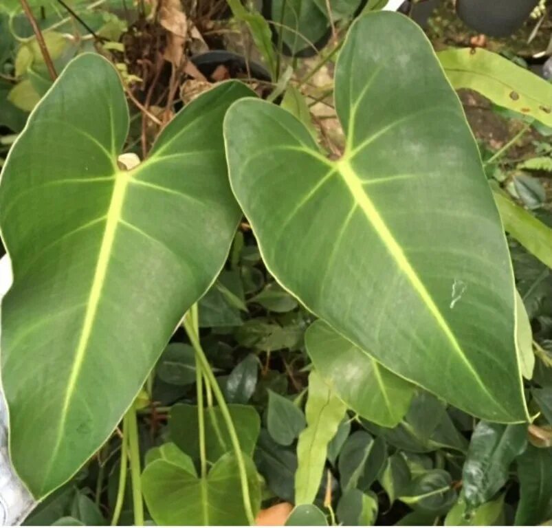 филодендрон дваждыперистонадрезанный. филодендрон илземана. филодендрон дваждыперисторассеченный. филодендрон блэк вельвет. филодендрон империал рэд.