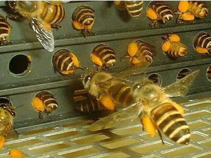 Convert pollen at the hive