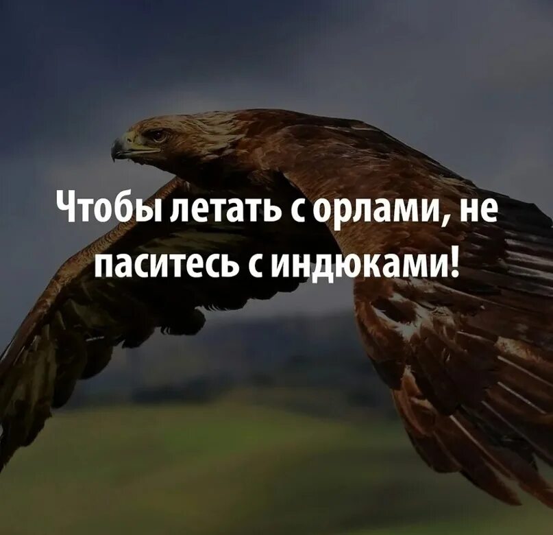 Людям всегда хотелось летать впр 6. Цитаты про орла. Фразы про Орлов. Афоризмы Орел. Красивые высказывания с орлом.