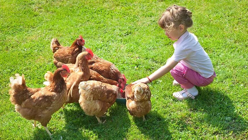 Курица с цыплятами. Куры в саду. Цыпленок для детей. Куры в деревне.