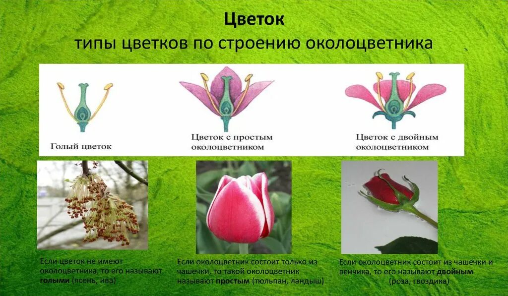 Околоцветник простой венчиковидный чашечковидный. Чашечковидный и венчиковидный околоцветник. Венчиковидный околоцветник. Растение с простым венчиковидным околоцветником. Растение с простым венчиковидным околоцветником.