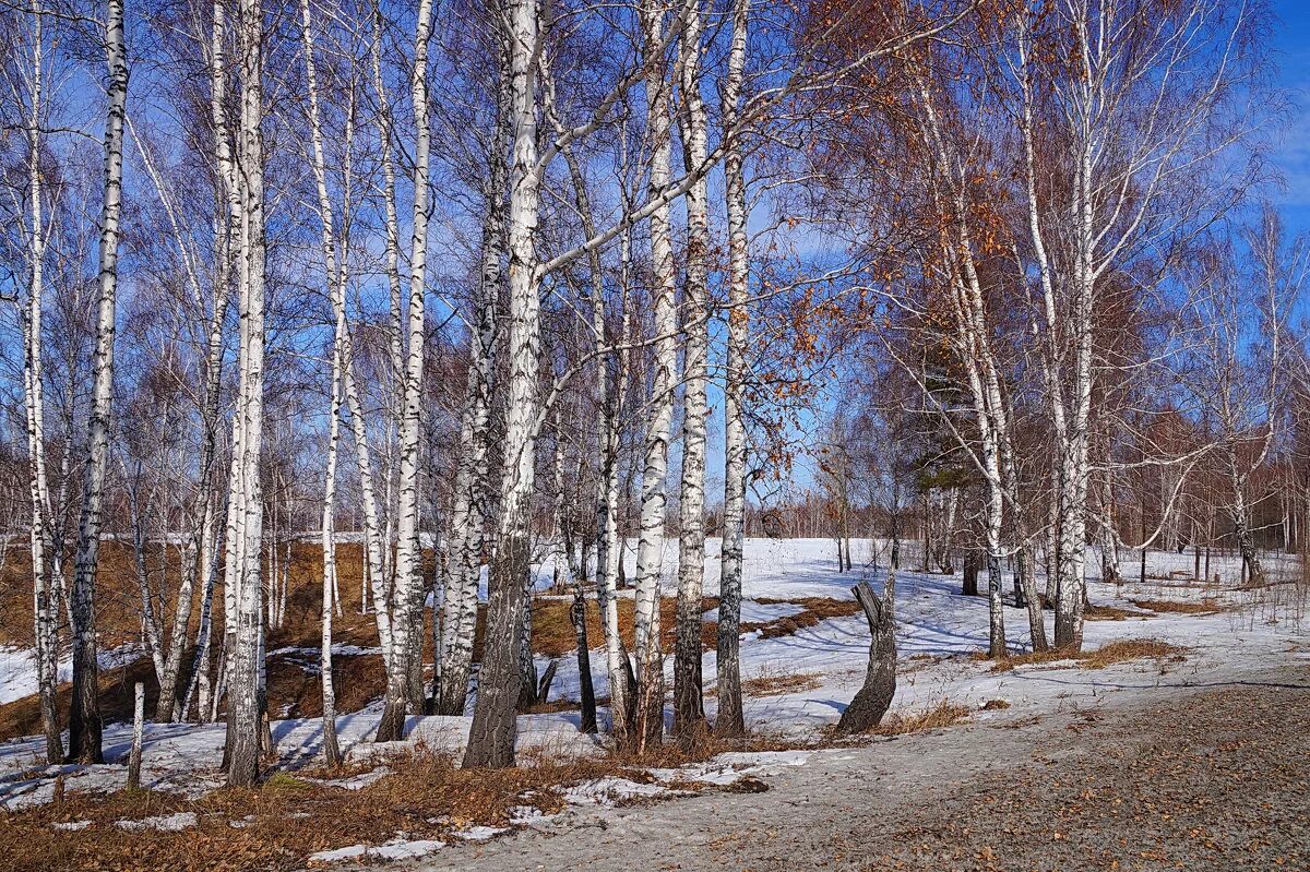 Ранней весной в березовой роще павлова. Березовый роща ранний утро весенний. Весенний лес. Березовая роща челябинская область. Березовая роща омск.