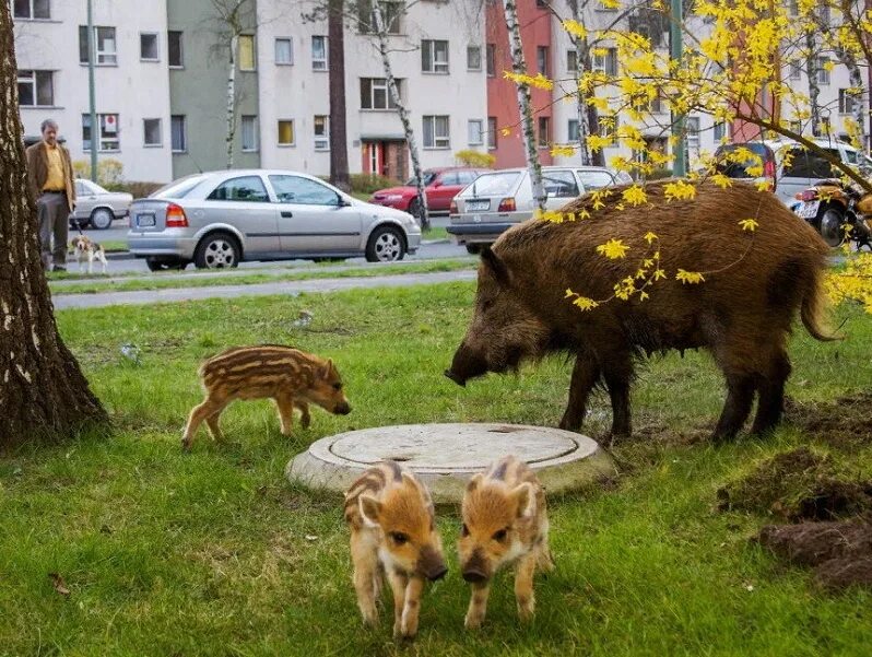 Wild animals in the city. Wild animals in the city. Animals in the city игра. Мир животных. Разные животные вместе.