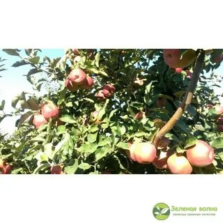 Сорт яблони кубанская багряная