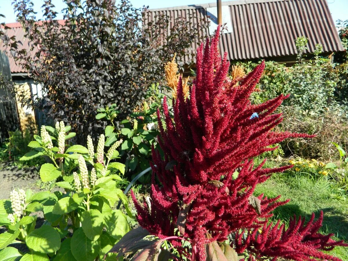 Амарант метельчатый ошберг. Амарант вишневый. Амарант метельчатый цветок. Цветок амарант вишневый бархат. Амарант метельчатый ошберг.