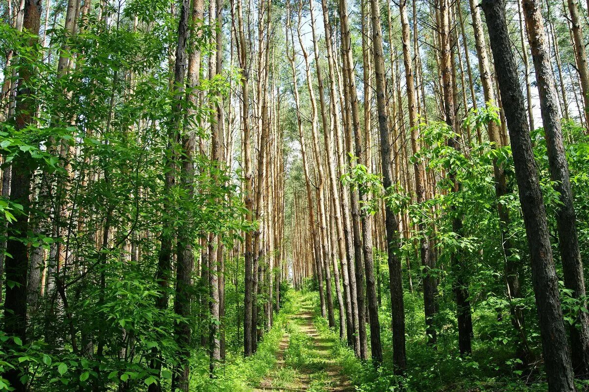 национальный парк бузулукский бор самарская область. сосняки самарской луки. бузулукский бор. самарская лука леса. сосновый бор тольятти лес.