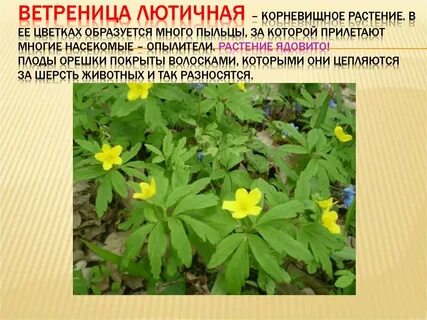 П жуковский культурные растения и их сородичи