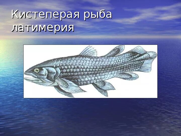 Кистеперая рыба Латимерия. Латимерия рыба биология. Латимерия двоякодышащая рыба. Кистеперые и двоякодышащие.