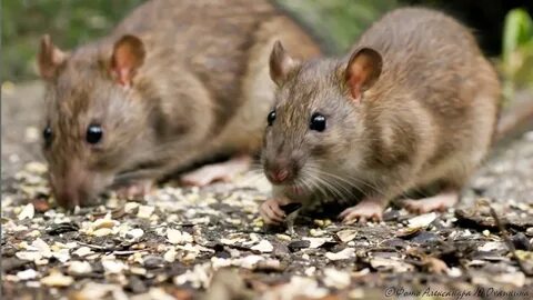 Порно Менің анам вируссыз сиқырды жақсы көреді