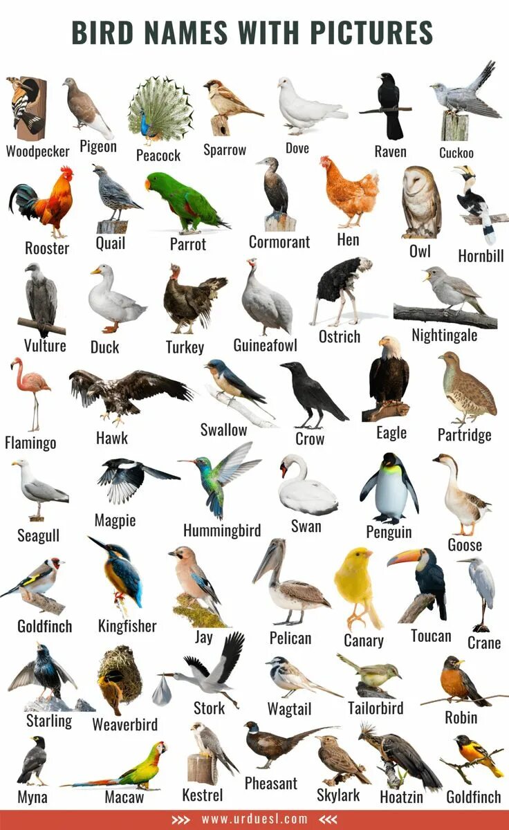 Имена для птиц мальчиков. Птица по английскому. виды птиц на английском. birds название. names of birds in english.