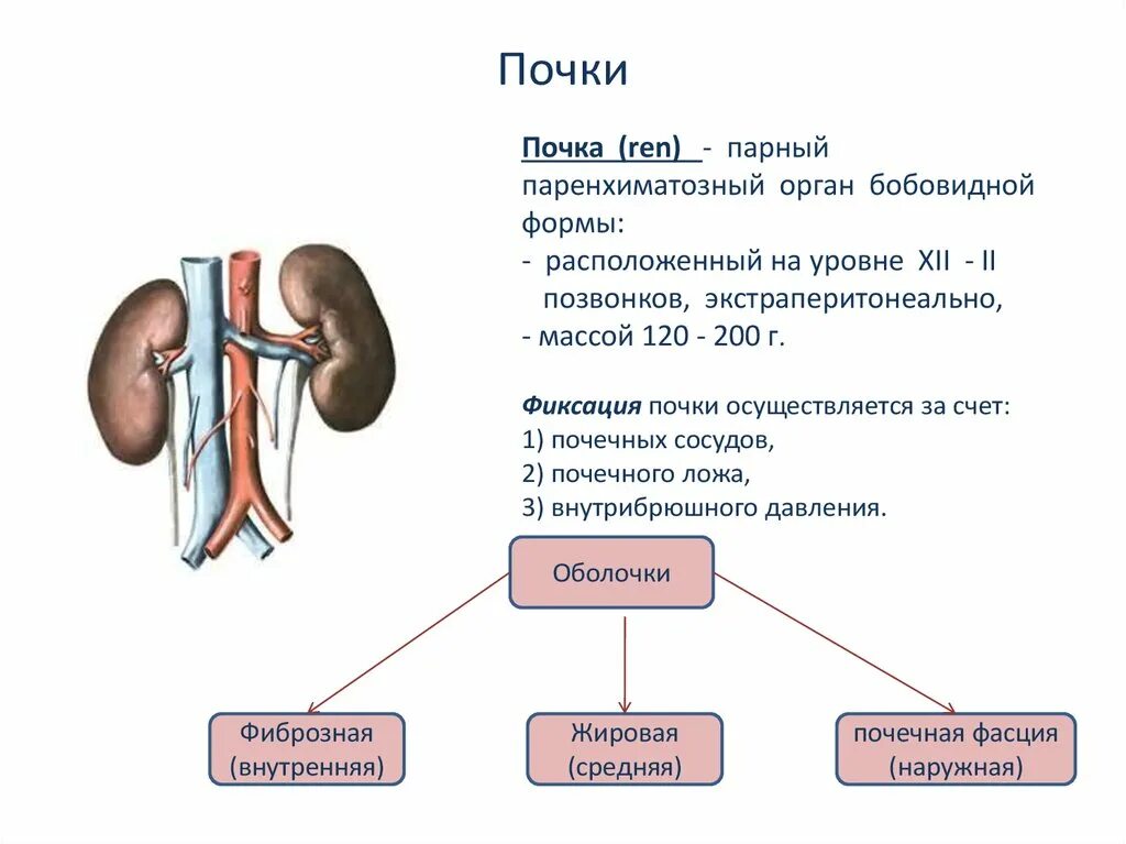 Укажите края почки. Функции почек физиология. Почка строение и функции физиология. Физиологические функции почек. Структура почки человека функция.