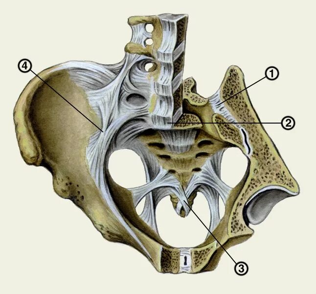 Соединение лобковых костей. Крестцово копчиковый сустав анатомия. Крестцово-подвздошное сочленение. Крестцово-подвздошный сустав связки сустава. Крестец и подвздошная кость.
