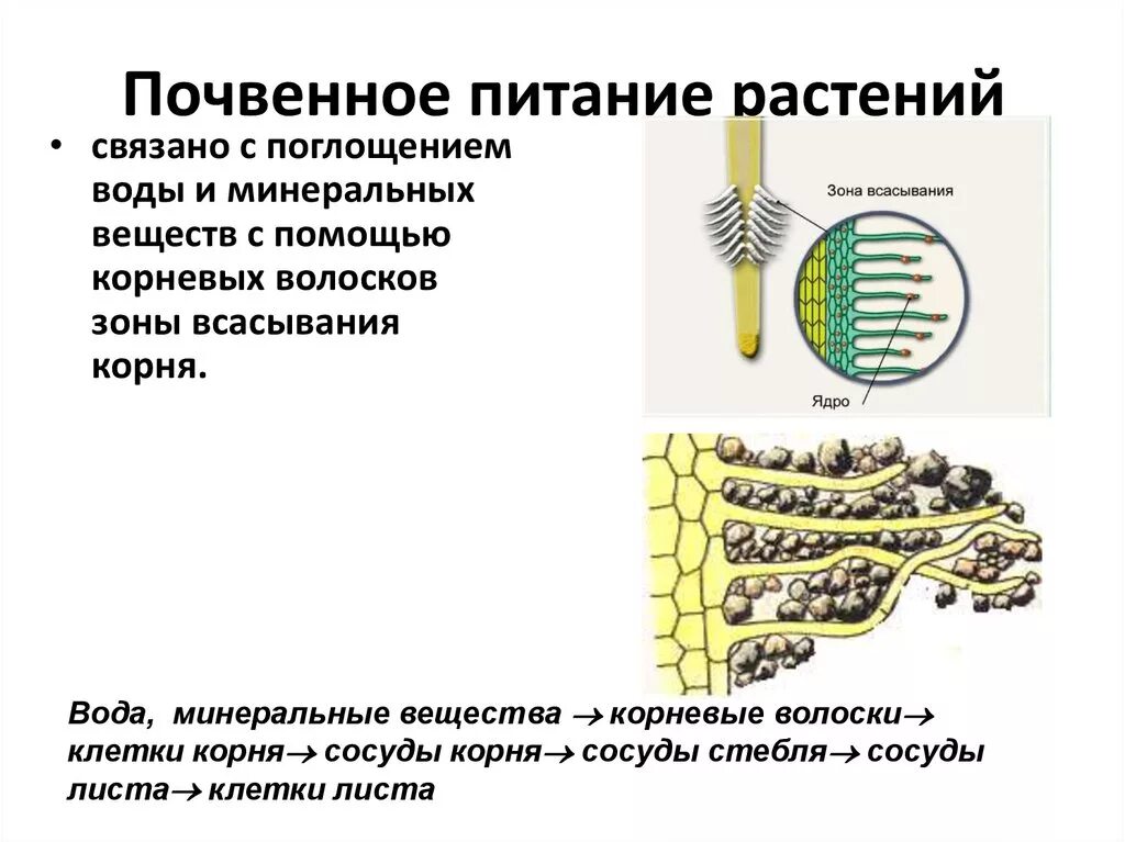 Как называют питание растений которое обеспечивает корень. Как называют питание растений которое обеспечивает корень