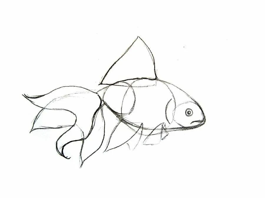 Рисование рыбы. Рыбы для срисовывания. Рыба для срисовки. Рыбка рисунок карандашом. Нарисовать рисунок рыбу