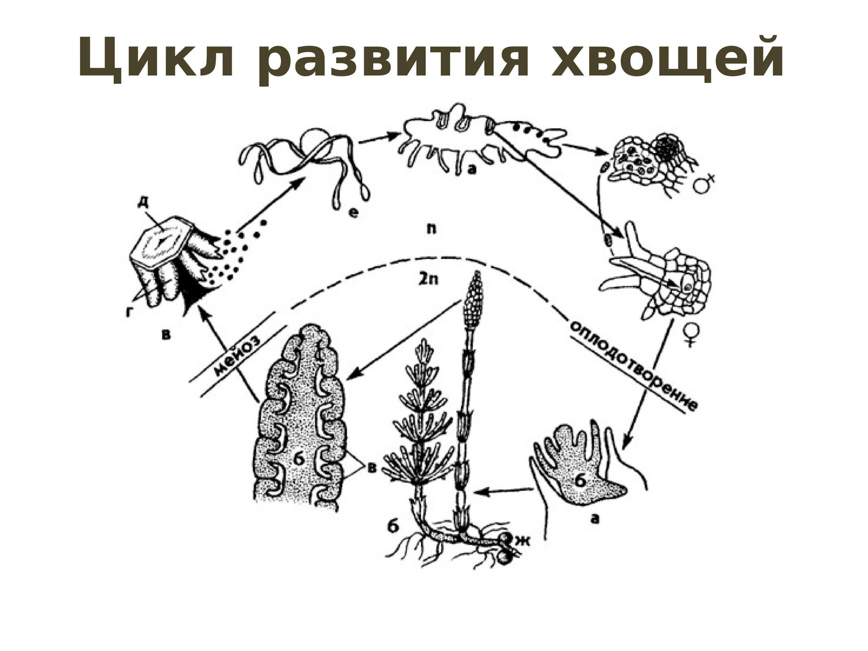 Цикл развития хвоща полевого. Цикл развития хвоща полевого схема. Размножение хвоща полевого схема. Цикл развития хвоща лесного.