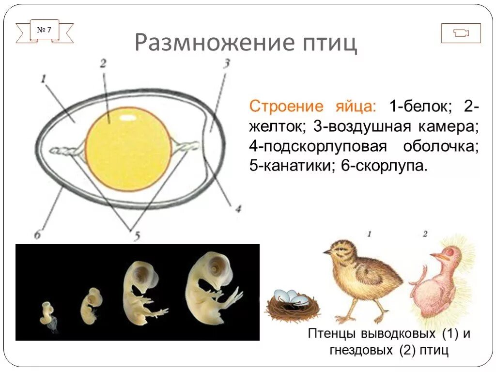 Размножение и развитие птиц строение яйца. Размножение оплодотворение развитие птиц. Строение яйца птицы с зародышем. Строение яйца птицы 7 класс биология.