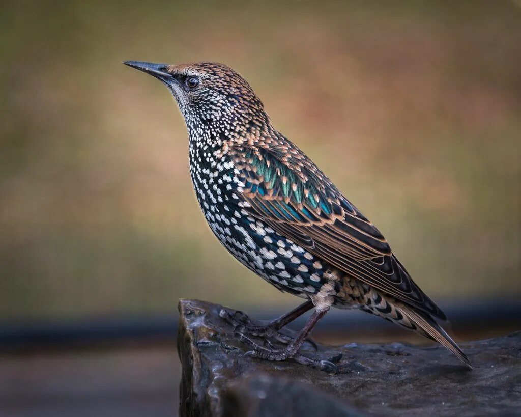 Птица с острым оперением. European Starling птица. Обыкновенный скворец. Старлинг скворец. Серая птичка скворец.