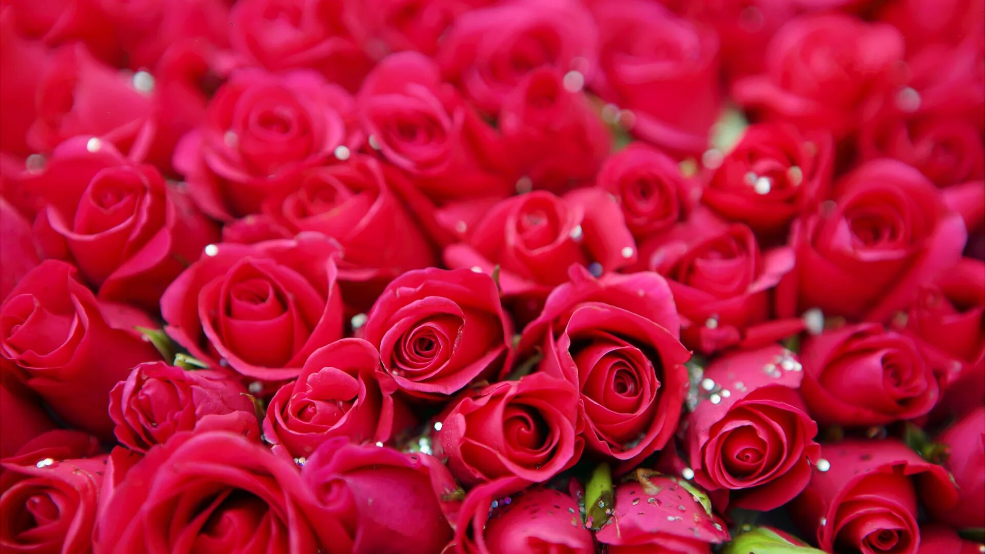 Розовый букет песня. Красивые розы. Красивый букет роз. Красивый букет алых роз. Много роз.