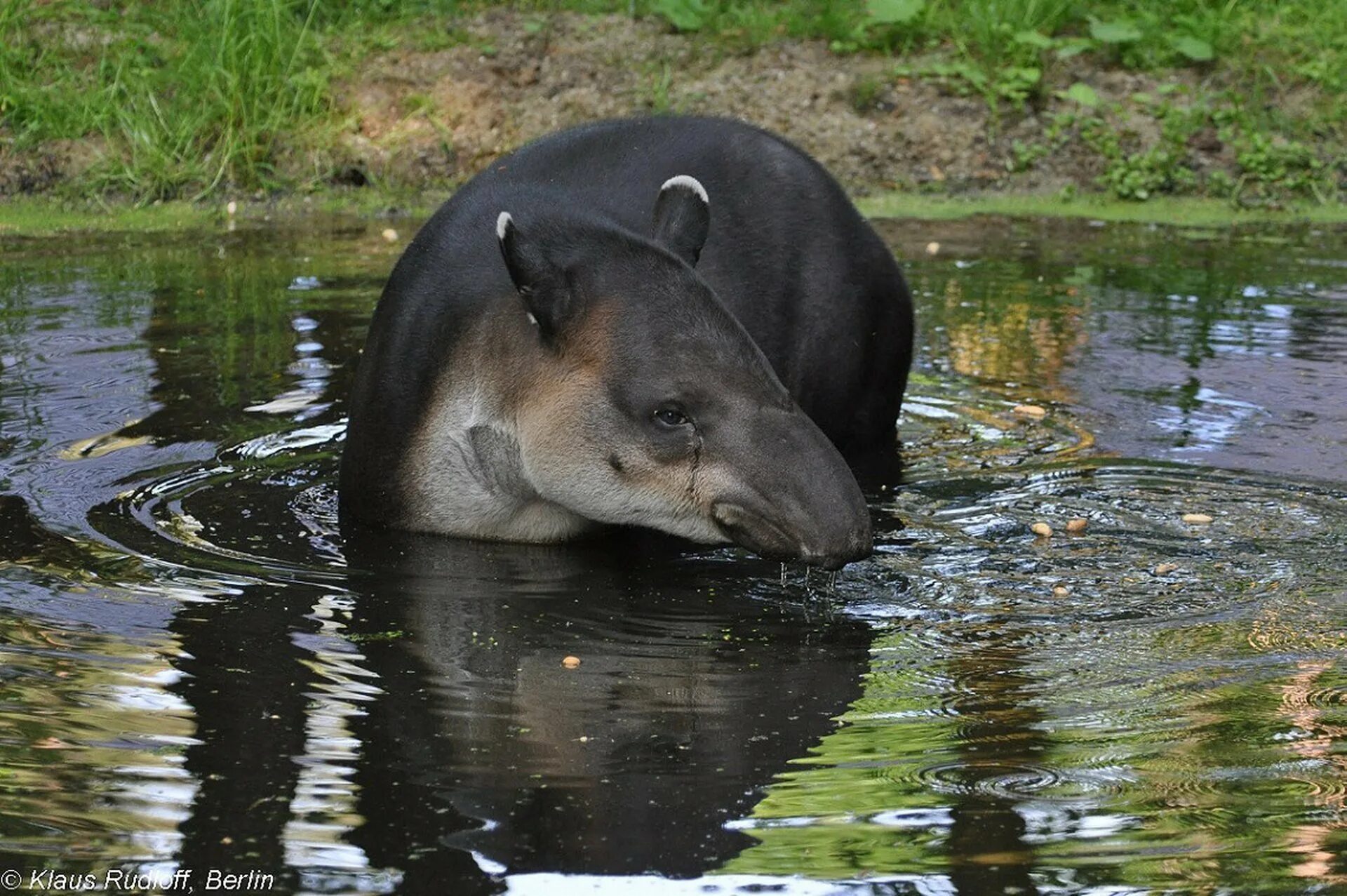 Животные живущие без воды. Малайский тапир. Центральноамериканский тапир Бэрда. Тапир в Южной Америке. Тапир Бразилия.