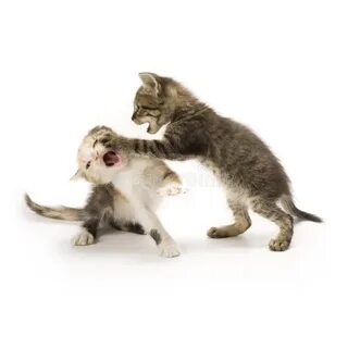 I playing with my cat