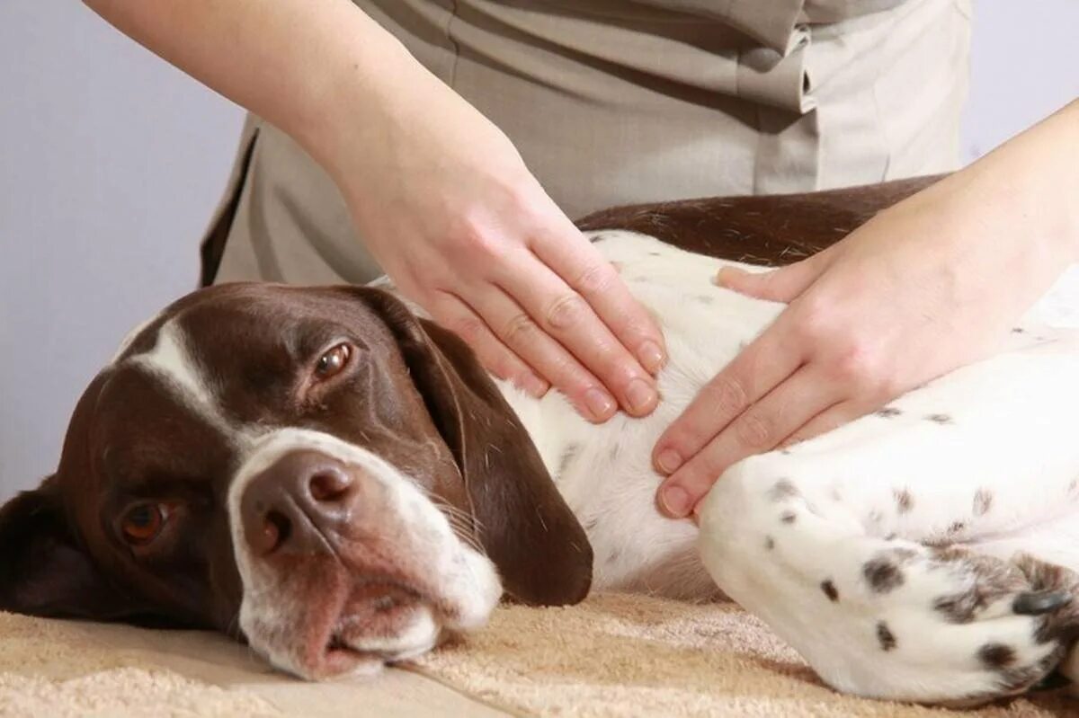 Pet spa. Массаж для собак. Механотерапия животных. Спа для животных. Массаж животных.