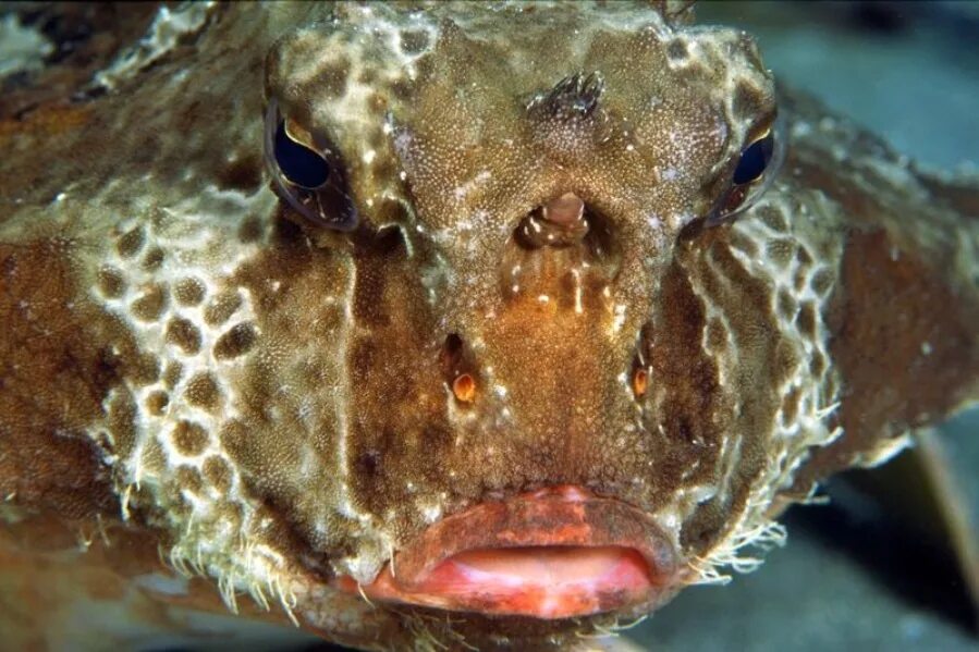 Рыбку мышкой. Рыба летучая мышь. Красногубая рыба-ласточка. Красногубая рыба-ласточка. Нетопырь короткокрылый.