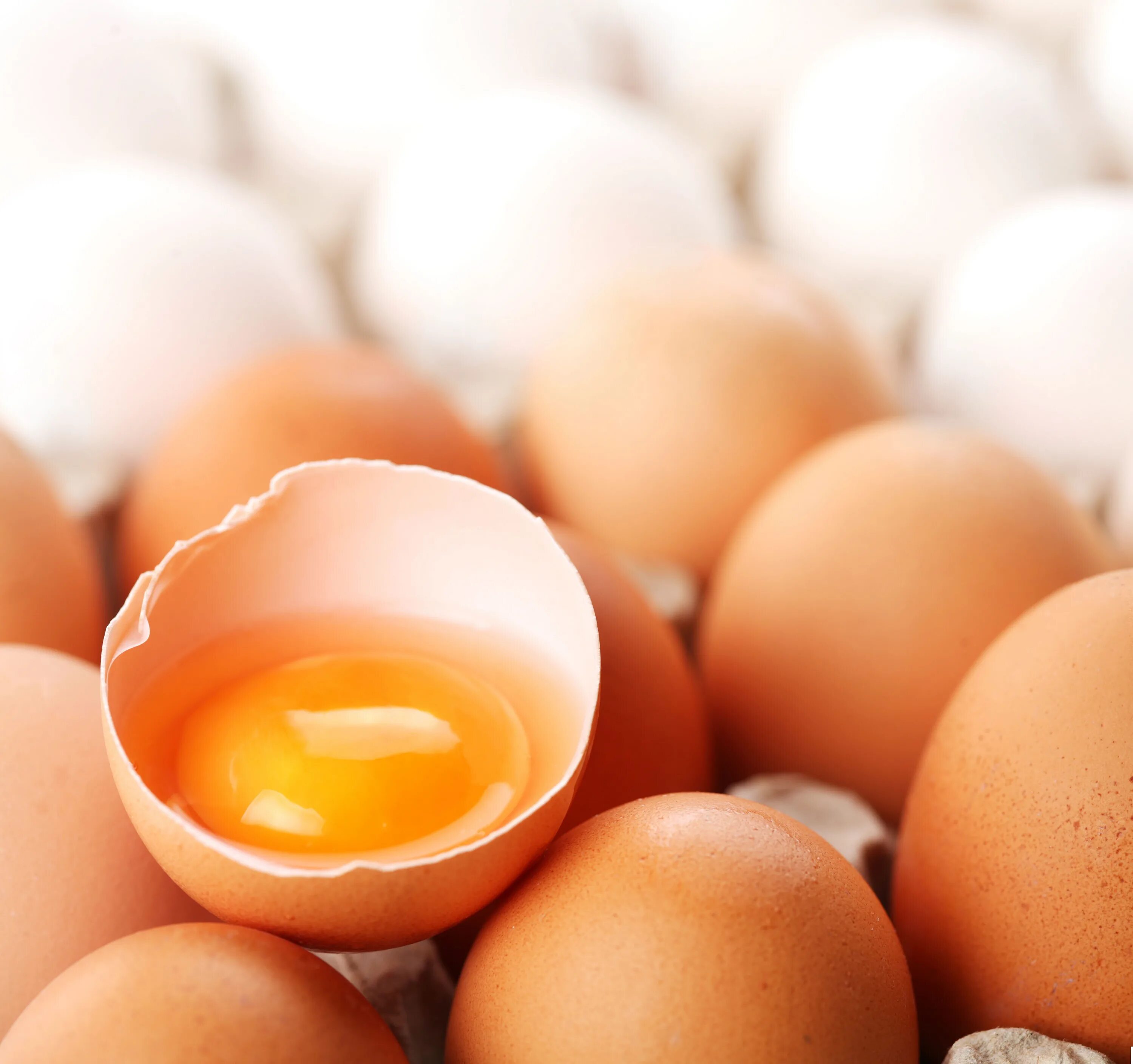 Яйцо. Яичный желток. Яйцо куриное. Желток куриного яйца.