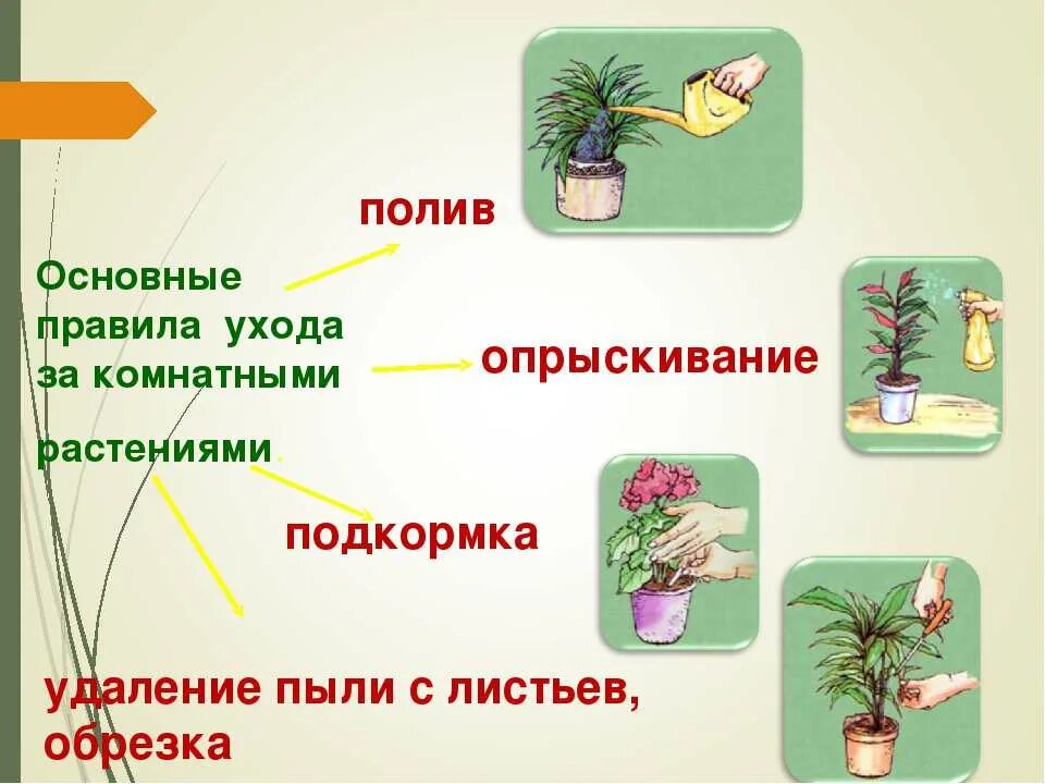 Что нужно для домашнего растения. Правила ухода за комнатными растениями. Комнатные растения иллюстрации. Как ухаживать за комнатными растениями. Этапы ухода за комнатными растениями.