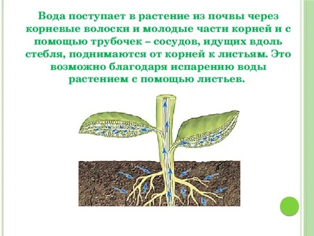 Воздух в стеблях и листьях. Корневые волоски у растений. Вода поступает в растение через. Вода поступает в растение через корневые волоски. Поступление воды в растение.