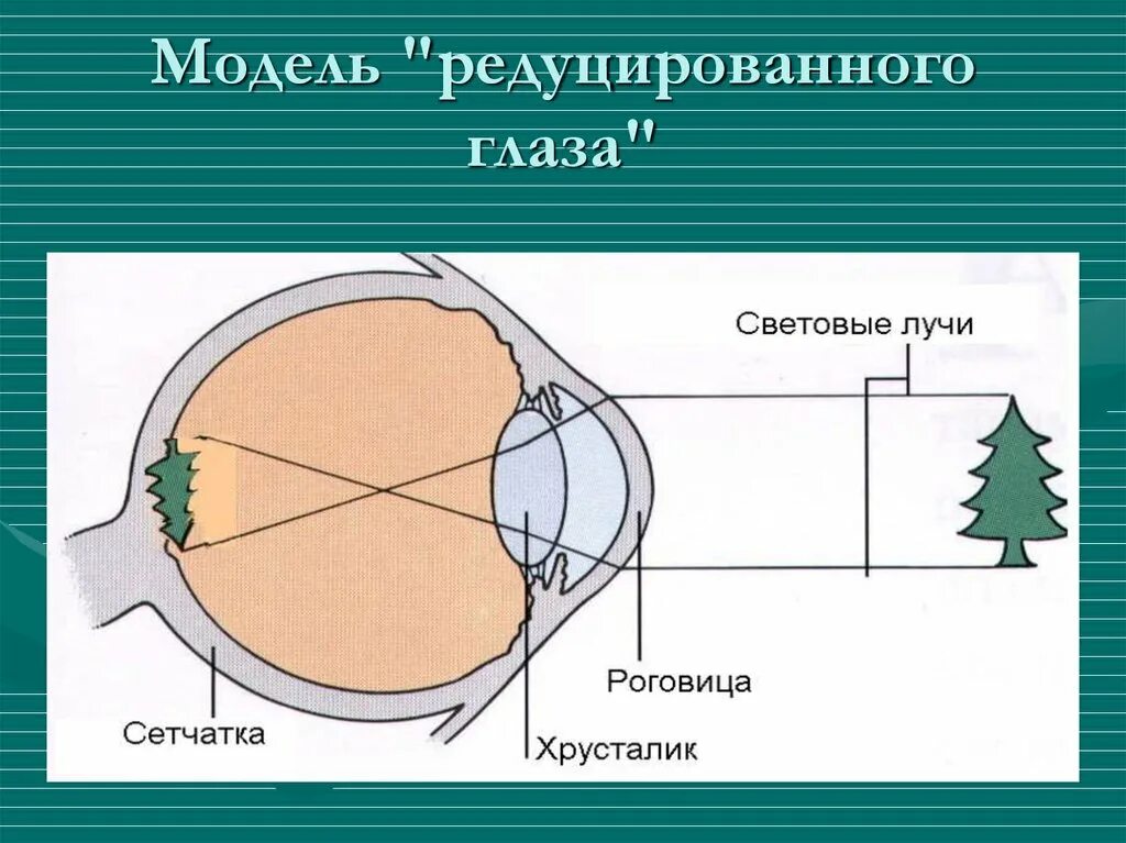 Редуцированный это. Модель редуцированного глаза. приведенный редуцированный глаз. редуцированный глаз схема. оптическая модель глаза.