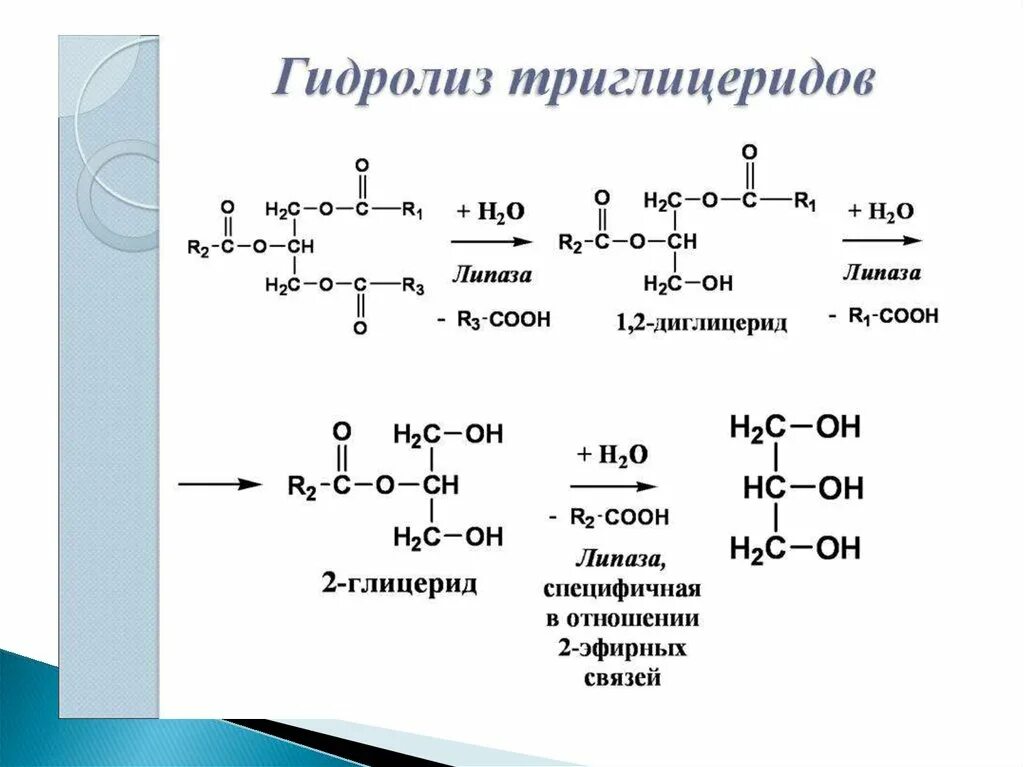 Глицерин триглицерид стеариновой кислоты. Схема ферментативного гидролиза жиров. Гидролиз триглицеридов схема. Ступенчатый ферментативный гидролиз триглицеридов. Триглицерин гидролиз.